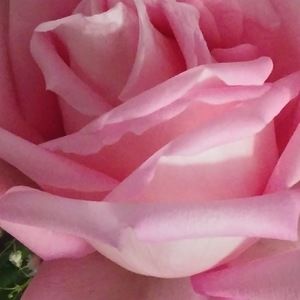 Meet your Posher, Juania